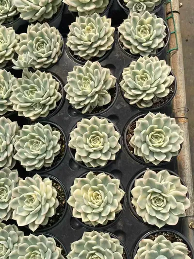 Echeveria Moon Fairy Variegated (月亮仙子锦) succulent — wholesale bare-root export from Yunnan, China (4 of 4)