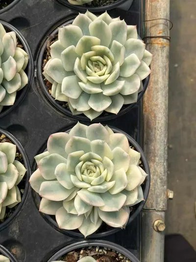 Echeveria Moon Fairy Variegated (月亮仙子锦) succulent — wholesale bare-root export from Yunnan, China (3 of 4)