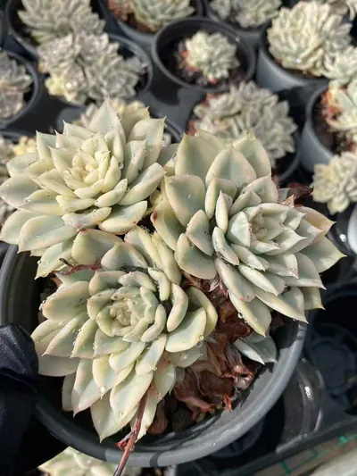 Echeveria Moon Fairy Variegated Cluster (月亮仙子锦群) succulent — wholesale bare-root export from Yunnan, China (2 of 4)