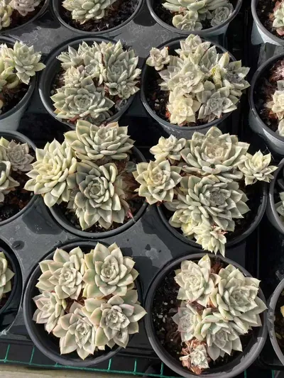 Echeveria Moon Fairy Variegated Cluster (月亮仙子锦群) succulent — wholesale bare-root export from Yunnan, China (3 of 4)