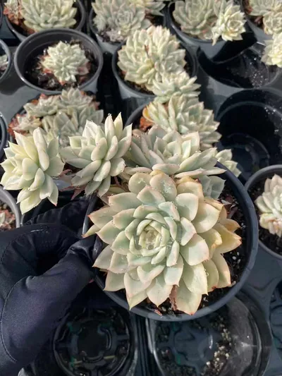 Echeveria Moon Fairy Variegated Cluster (月亮仙子锦群) succulent — wholesale bare-root export from Yunnan, China (4 of 4)