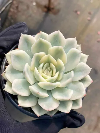 Echeveria Moon Fairy Variegated succulent — wholesale export from Yunnan, China