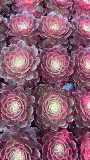 Aeonium Aeonium 'Moonglow' Plug Tray succulent — wholesale export from Yunnan, China