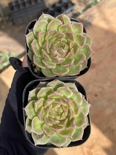 Echeveria Morning Feather Rose (晨羽玫瑰) succulent — wholesale bare-root export from Yunnan, China (2 of 2)