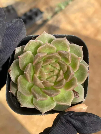 Echeveria Morning Feather Rose succulent — wholesale export from Yunnan, China