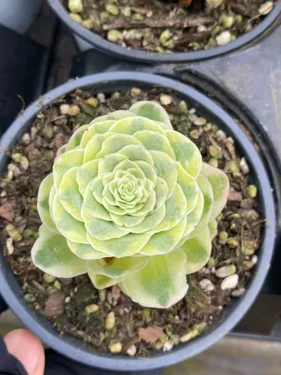 Aeonium Mountain Rose Variegated (山地玫瑰锦) succulent — wholesale bare-root export from Yunnan, China (4 of 6)
