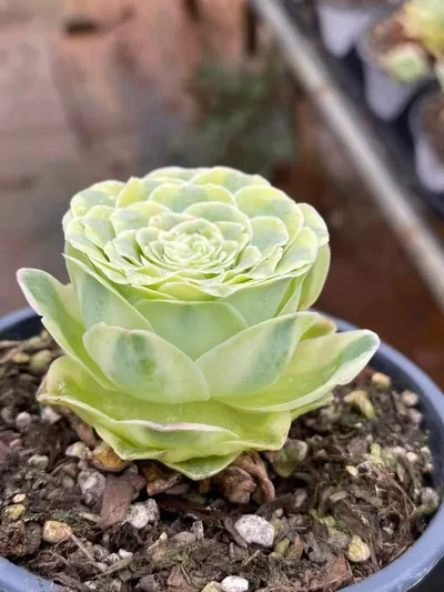 Aeonium Mountain Rose Variegated (山地玫瑰锦) succulent — wholesale bare-root export from Yunnan, China (3 of 6)