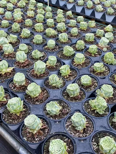 Aeonium Mountain Rose Variegated (山地玫瑰锦) succulent — wholesale bare-root export from Yunnan, China (2 of 6)