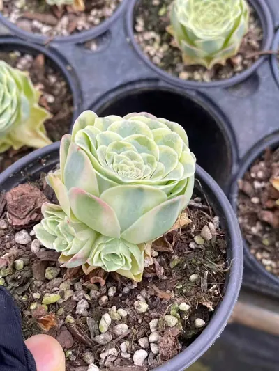 Aeonium Mountain Rose Variegated succulent — wholesale export from Yunnan, China