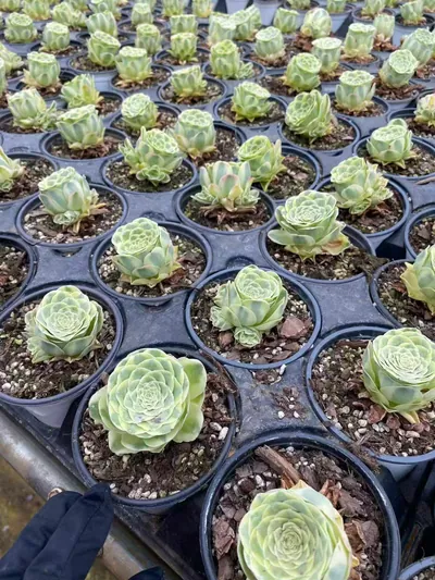Aeonium Mountain Rose Variegated (山地玫瑰锦) succulent — wholesale bare-root export from Yunnan, China (6 of 6)