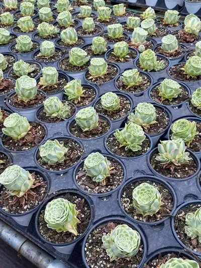 Aeonium Mountain Rose Variegated (山地玫瑰锦) succulent — wholesale bare-root export from Yunnan, China (5 of 6)