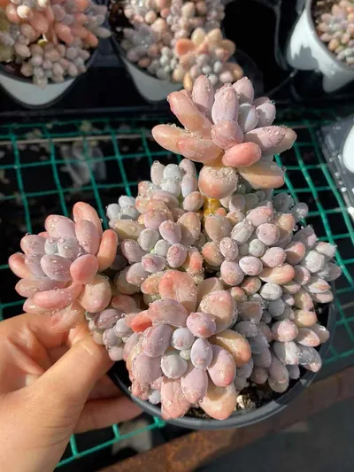 Echeveria Multi-head Rice Ball Cluster (超多头汤圆群) succulent — wholesale bare-root export from Yunnan, China (3 of 4)