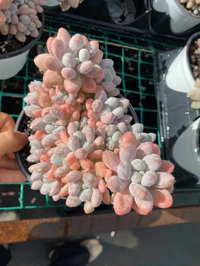 Echeveria Multi-head Rice Ball Cluster succulent — wholesale export from Yunnan, China