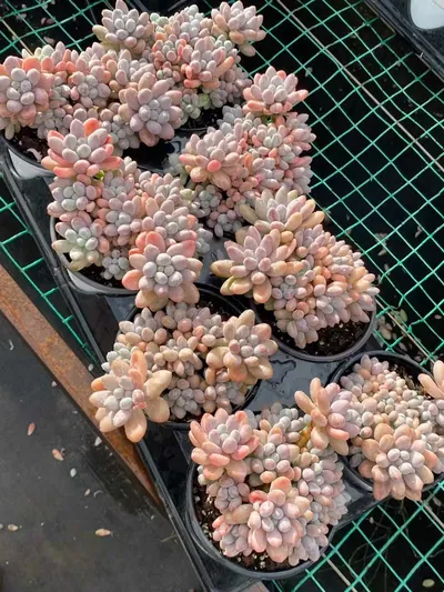 Echeveria Multi-head Rice Ball Cluster (超多头汤圆群) succulent — wholesale bare-root export from Yunnan, China (4 of 4)