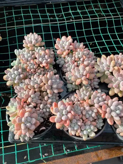 Echeveria Multi-head Rice Ball Cluster (超多头汤圆群) succulent — wholesale bare-root export from Yunnan, China (2 of 4)