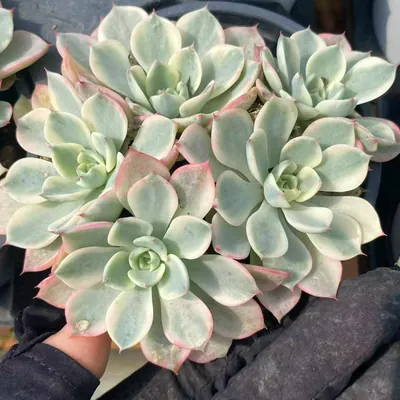 Echeveria Nana Hook Cluster (娜娜小勾群) succulent — wholesale bare-root export from Yunnan, China (2 of 5)