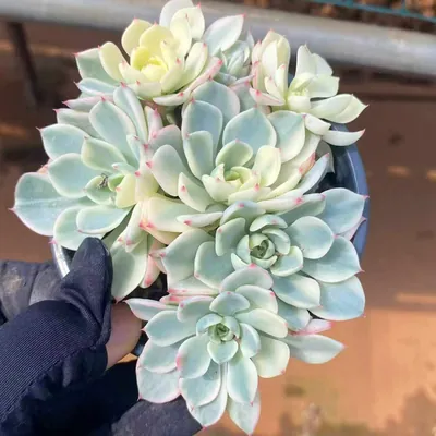 Echeveria Nana Hook Cluster succulent — wholesale export from Yunnan, China