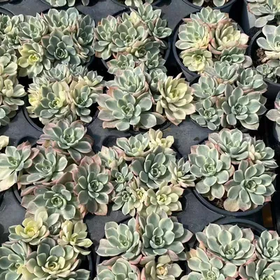Echeveria Nana Hook Cluster (娜娜小勾群) succulent — wholesale bare-root export from Yunnan, China (3 of 5)