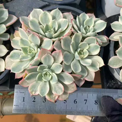 Echeveria Nana Hook Cluster (娜娜小勾群) succulent — wholesale bare-root export from Yunnan, China (4 of 5)