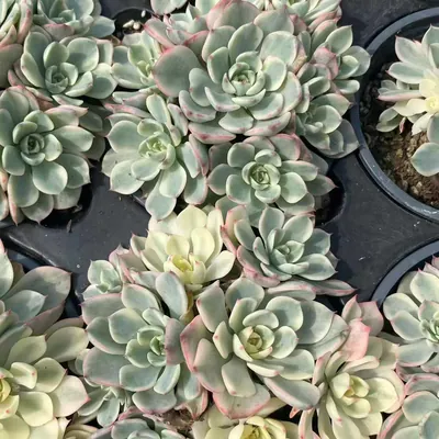 Echeveria Nana Hook Cluster (娜娜小勾群) succulent — wholesale bare-root export from Yunnan, China (5 of 5)