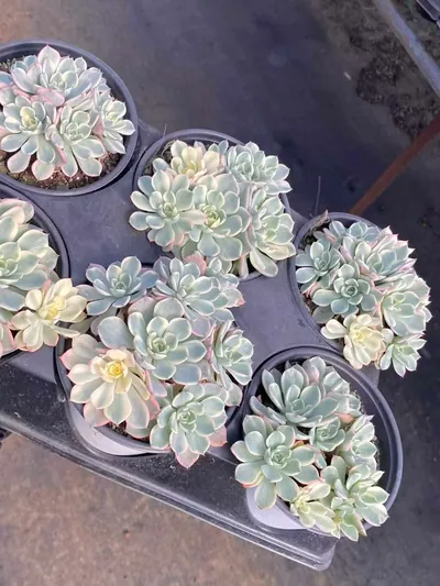 Echeveria Nana Hook Variegated Cluster (娜娜小勾锦群) succulent — wholesale bare-root export from Yunnan, China (2 of 4)