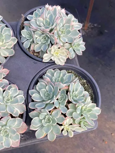 Echeveria Nana Hook Variegated Cluster (娜娜小勾锦群) succulent — wholesale bare-root export from Yunnan, China (3 of 4)