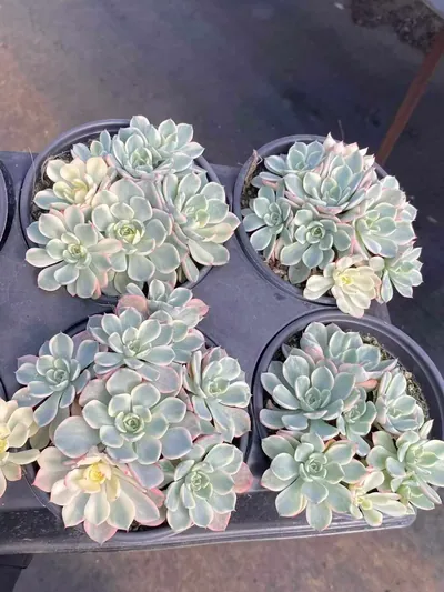 Echeveria Nana Hook Variegated Cluster (娜娜小勾锦群) succulent — wholesale bare-root export from Yunnan, China (4 of 4)