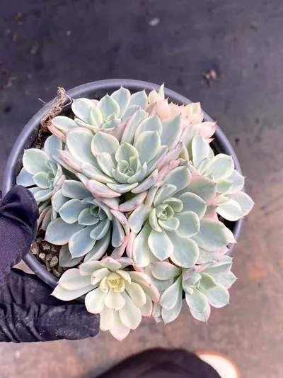 Echeveria Nana Hook Variegated Cluster succulent — wholesale export from Yunnan, China