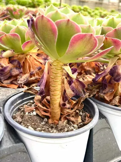 Aeonium 'Poseidon' (海王) succulent — wholesale bare-root export from Yunnan, China (2 of 3)