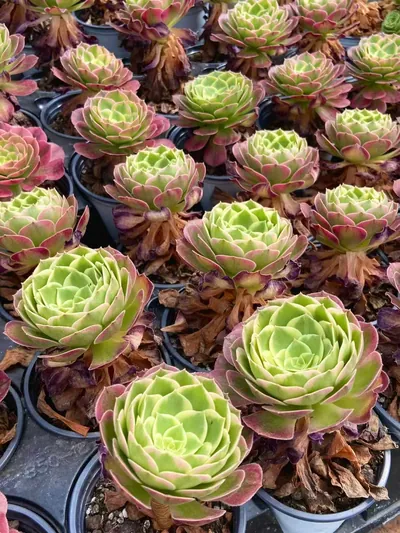 Aeonium 'Poseidon' (海王) succulent — wholesale bare-root export from Yunnan, China (3 of 3)