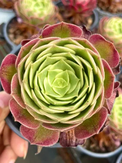 Aeonium Aeonium 'Poseidon' succulent — wholesale export from Yunnan, China