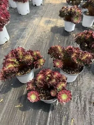 Aeonium Aeonium 'Poseidon' Crested succulent — wholesale export from Yunnan, China