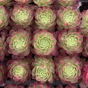 Aeonium Aeonium 'Poseidon' Plug Tray succulent — wholesale export from Yunnan, China