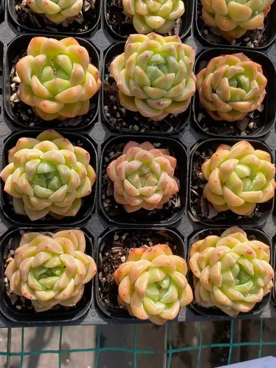 Echeveria Ocean Star (海洋之星) succulent — wholesale bare-root export from Yunnan, China (4 of 4)