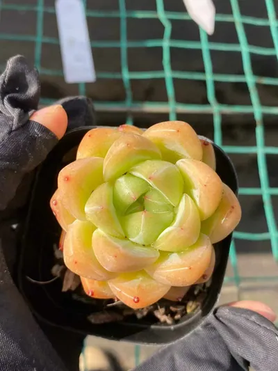 Echeveria Ocean Star succulent — wholesale export from Yunnan, China