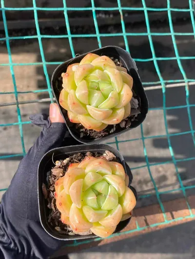 Echeveria Ocean Star (海洋之星) succulent — wholesale bare-root export from Yunnan, China (2 of 4)