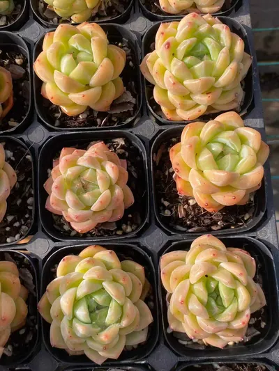 Echeveria Ocean Star (海洋之星) succulent — wholesale bare-root export from Yunnan, China (3 of 4)