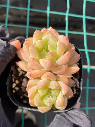 Echeveria Ocean Star Twin-head (海洋之星双头) succulent — wholesale bare-root export from Yunnan, China (3 of 5)