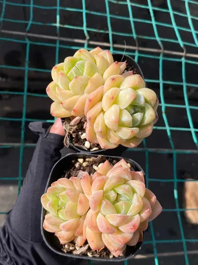 Echeveria Ocean Star Twin-head (海洋之星双头) succulent — wholesale bare-root export from Yunnan, China (2 of 5)