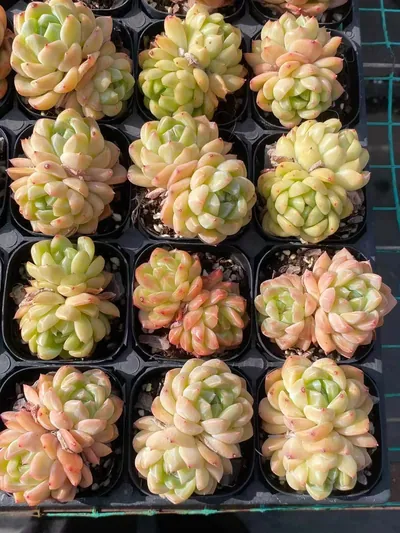 Echeveria Ocean Star Twin-head (海洋之星双头) succulent — wholesale bare-root export from Yunnan, China (4 of 5)