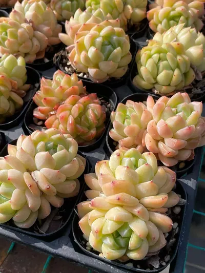 Echeveria Ocean Star Twin-head (海洋之星双头) succulent — wholesale bare-root export from Yunnan, China (5 of 5)