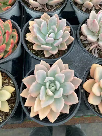 Echeveria Opal Variegated (奥普锦) succulent — wholesale bare-root export from Yunnan, China (2 of 5)