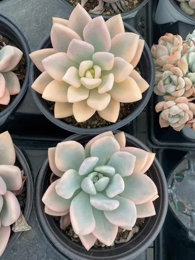 Echeveria Opal Variegated (奥普锦) succulent — wholesale bare-root export from Yunnan, China (3 of 5)