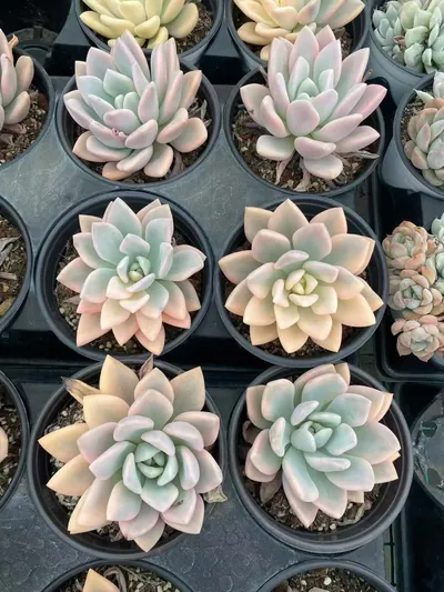 Echeveria Opal Variegated (奥普锦) succulent — wholesale bare-root export from Yunnan, China (4 of 5)