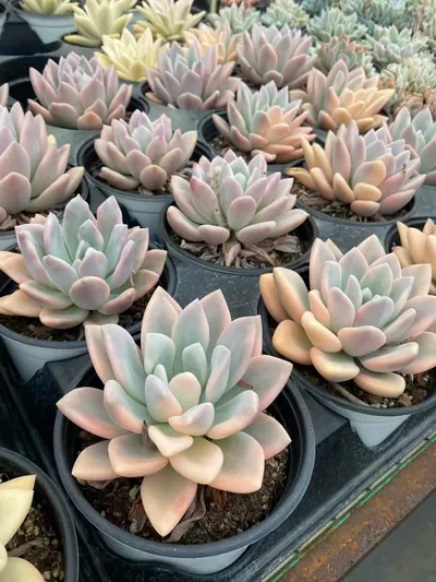 Echeveria Opal Variegated (奥普锦) succulent — wholesale bare-root export from Yunnan, China (5 of 5)