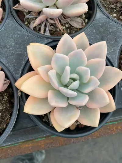 Echeveria Opal Variegated succulent — wholesale export from Yunnan, China