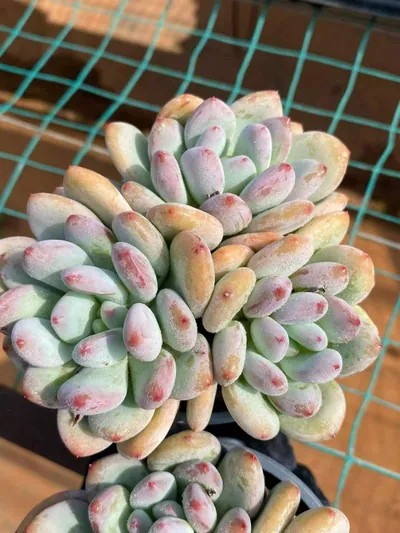 Echeveria Orange Summer Cluster (橘夏群) succulent — wholesale bare-root export from Yunnan, China (3 of 4)