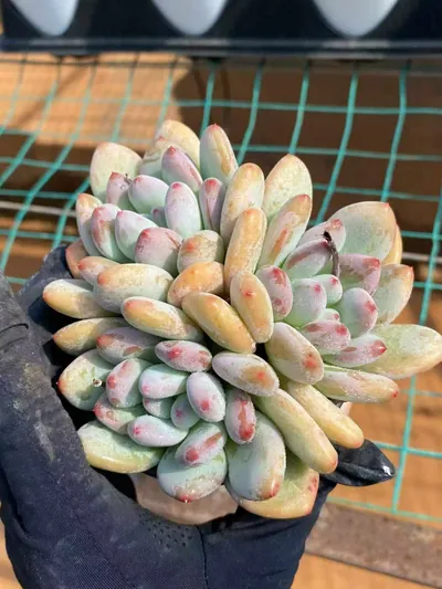 Echeveria Orange Summer Cluster succulent — wholesale export from Yunnan, China