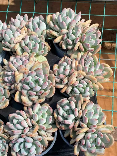 Echeveria Orange Summer Cluster (橘夏群) succulent — wholesale bare-root export from Yunnan, China (4 of 4)