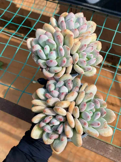 Echeveria Orange Summer Cluster (橘夏群) succulent — wholesale bare-root export from Yunnan, China (2 of 4)